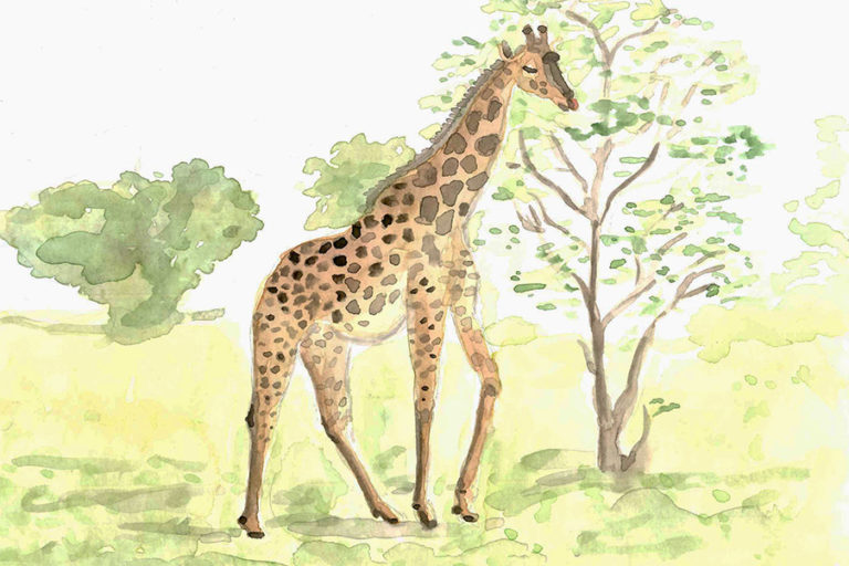 watercolor illustration giraffe print