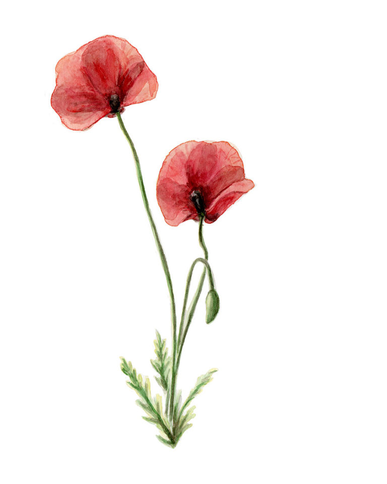 watercolor illustration poppies