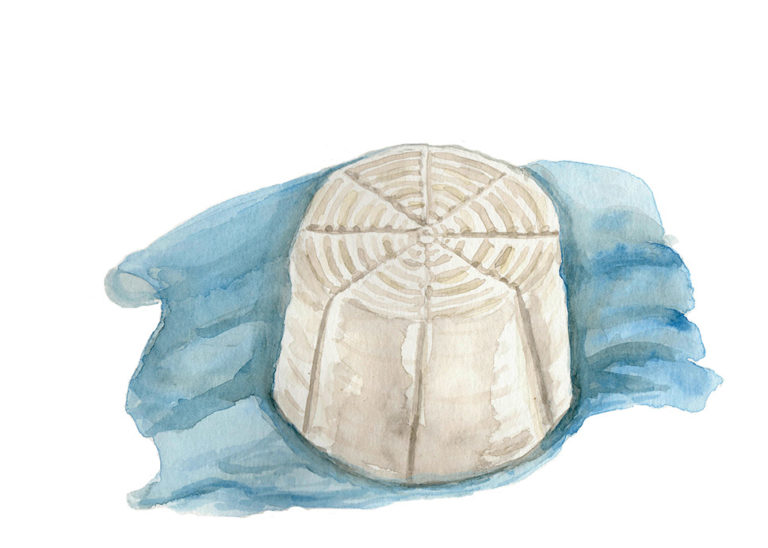 watercolor illustration ricotta cheese
